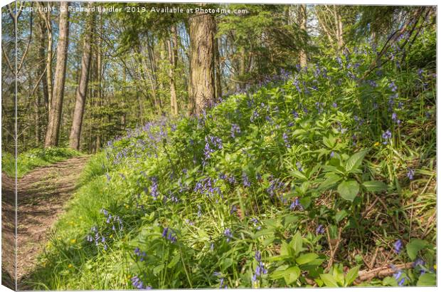 Flowering Woodland Bluebells Canvas Print by Richard Laidler