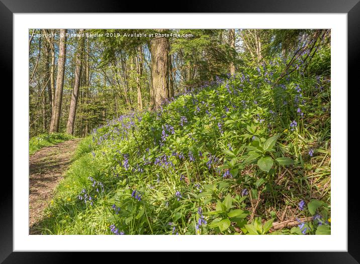 Flowering Woodland Bluebells Framed Mounted Print by Richard Laidler