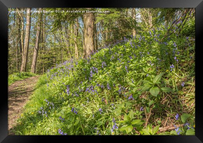 Flowering Woodland Bluebells Framed Print by Richard Laidler