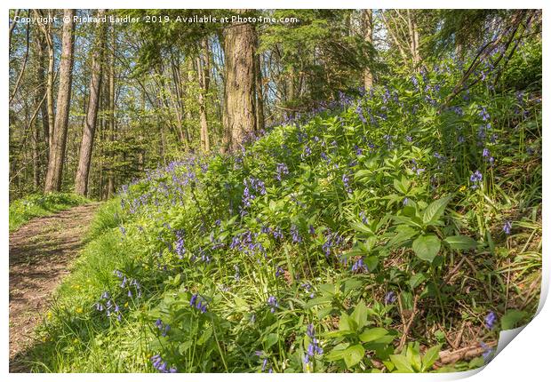 Flowering Woodland Bluebells Print by Richard Laidler