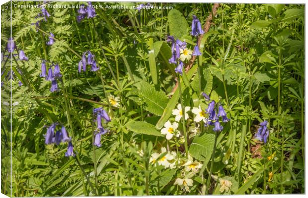 Bluebells and Primroses Canvas Print by Richard Laidler