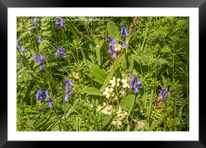 Bluebells and Primroses Framed Mounted Print by Richard Laidler