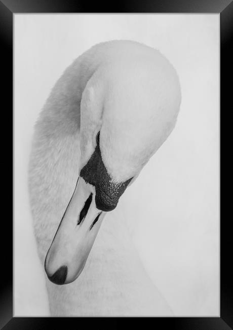 Swan Head Framed Print by Ros Crosland
