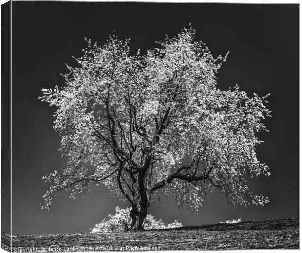 The Cherry Tree Canvas Print by DiFigiano Photography