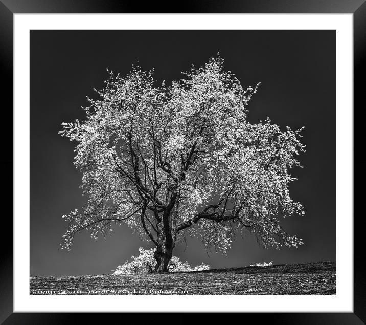 The Cherry Tree Framed Mounted Print by DiFigiano Photography