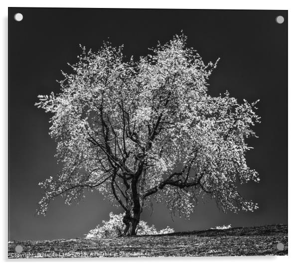The Cherry Tree Acrylic by DiFigiano Photography