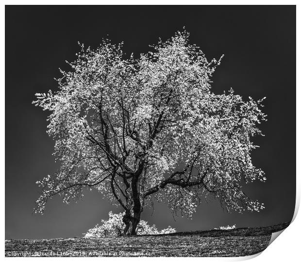 The Cherry Tree Print by DiFigiano Photography