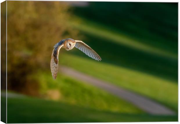 A Barn Owl in Flight in evening sunlight.  Canvas Print by Ros Crosland
