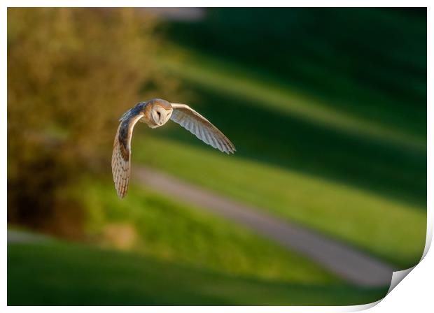A Barn Owl in Flight in evening sunlight.  Print by Ros Crosland