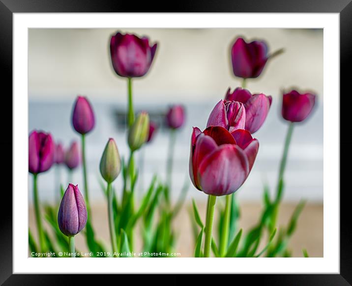 Steckborn Tulips Framed Mounted Print by DiFigiano Photography