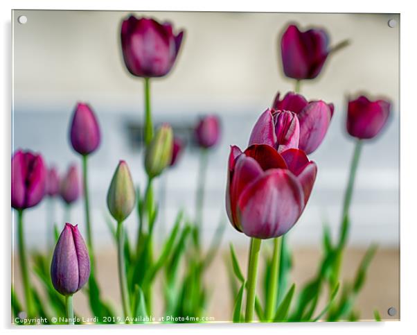 Steckborn Tulips Acrylic by DiFigiano Photography