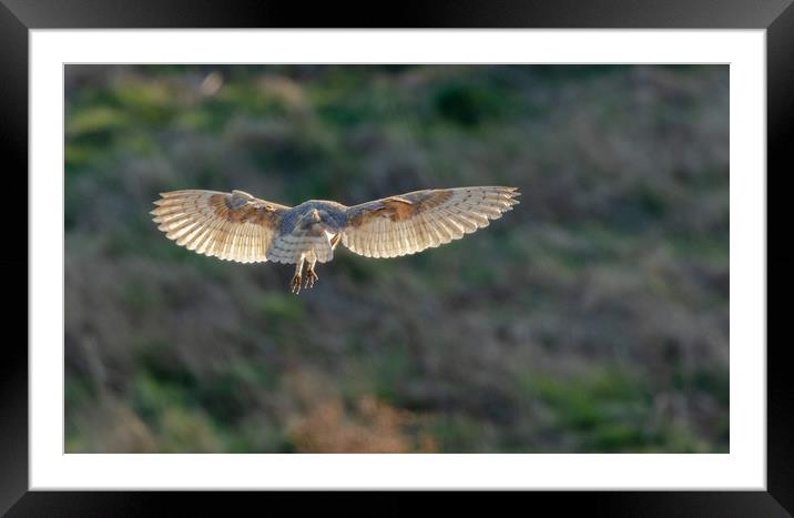 A female barn owl hovering.  Framed Mounted Print by Ros Crosland