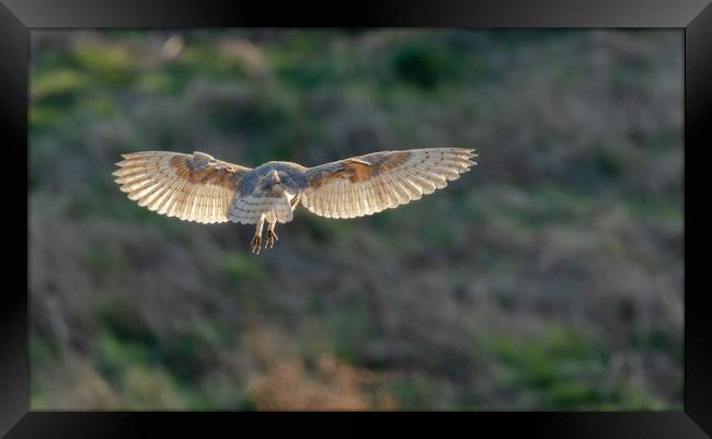 A female barn owl hovering.  Framed Print by Ros Crosland