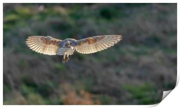 A female barn owl hovering.  Print by Ros Crosland