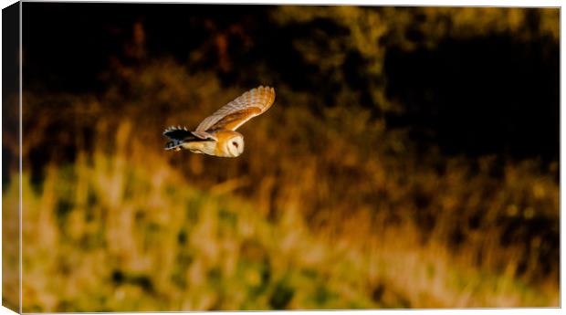 A Barn Owl in Flight in evening sunlight. Canvas Print by Ros Crosland