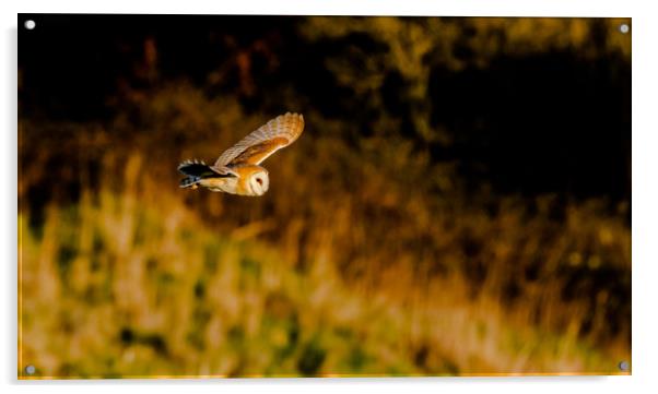 A Barn Owl in Flight in evening sunlight. Acrylic by Ros Crosland