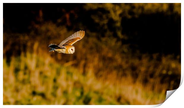 A Barn Owl in Flight in evening sunlight. Print by Ros Crosland