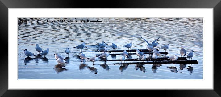 28 Seagulls Panorama Framed Mounted Print by Jim Jones