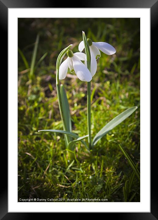Late Snowdrops Framed Mounted Print by Danny Callcut