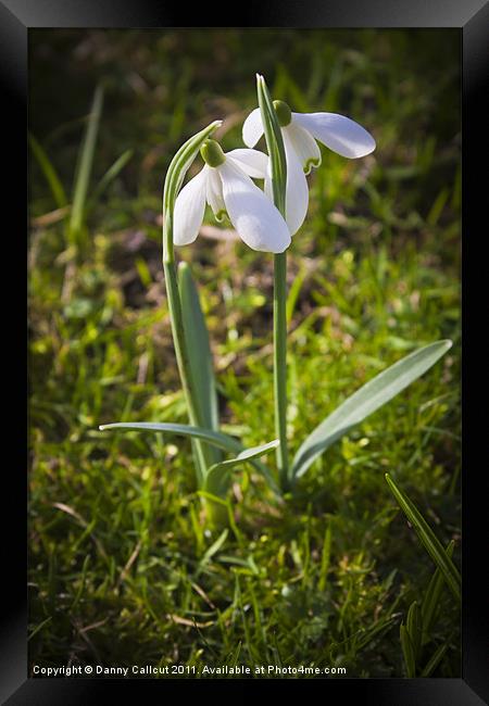 Late Snowdrops Framed Print by Danny Callcut