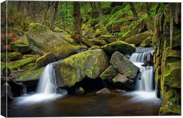 Padley Gorge in Spring                             Canvas Print by Darren Galpin