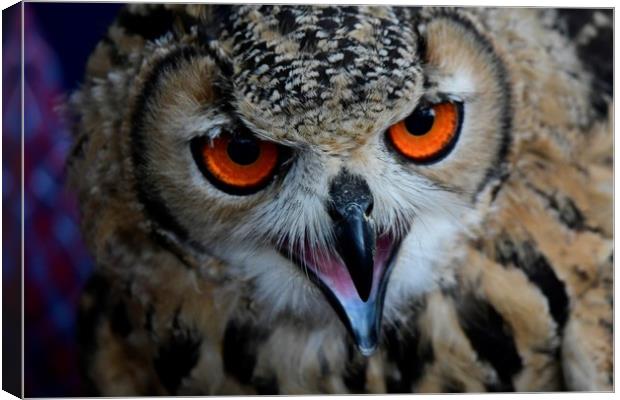 Common Eagle Owl Canvas Print by Simon Hackett