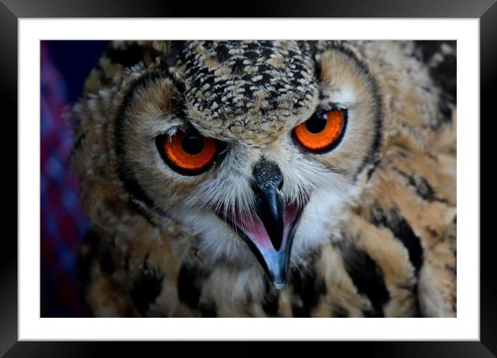 Common Eagle Owl Framed Mounted Print by Simon Hackett