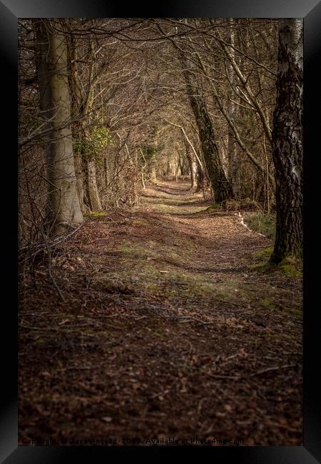 Woodland Canopy Framed Print by Dave Angood