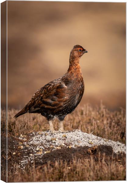 Red grouse  (Lagopus lagopus)  Canvas Print by chris smith