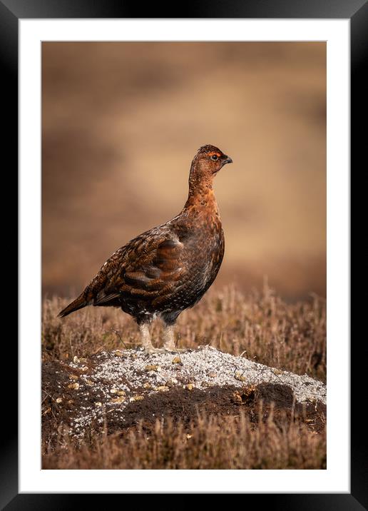 Red grouse  (Lagopus lagopus)  Framed Mounted Print by chris smith