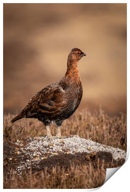 Red grouse  (Lagopus lagopus)  Print by chris smith