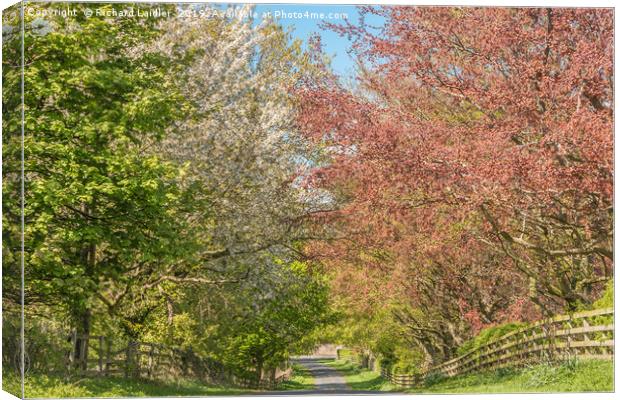 Road into Spring Canvas Print by Richard Laidler