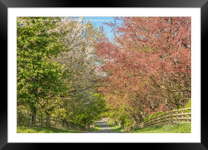 Road into Spring Framed Mounted Print by Richard Laidler