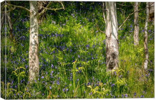 Bluebells and Birch Trees Canvas Print by Robert Murray