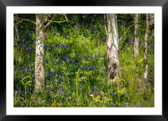 Bluebells and Birch Trees Framed Mounted Print by Robert Murray