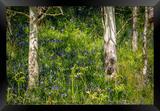 Bluebells and Birch Trees Framed Print by Robert Murray