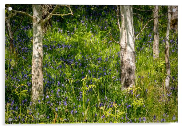 Bluebells and Birch Trees Acrylic by Robert Murray