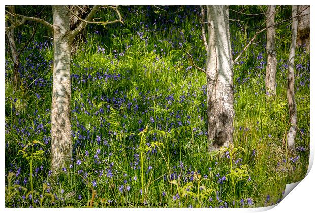 Bluebells and Birch Trees Print by Robert Murray