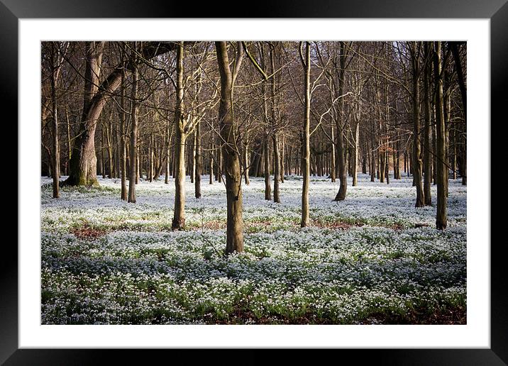 Snowdrop Wood Framed Mounted Print by Danny Callcut