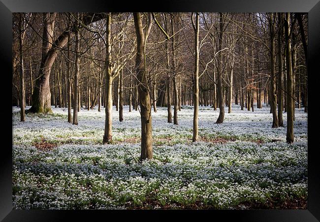 Snowdrop Wood Framed Print by Danny Callcut