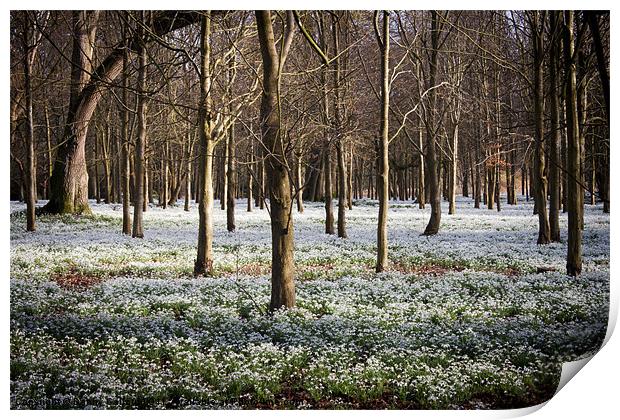 Snowdrop Wood Print by Danny Callcut