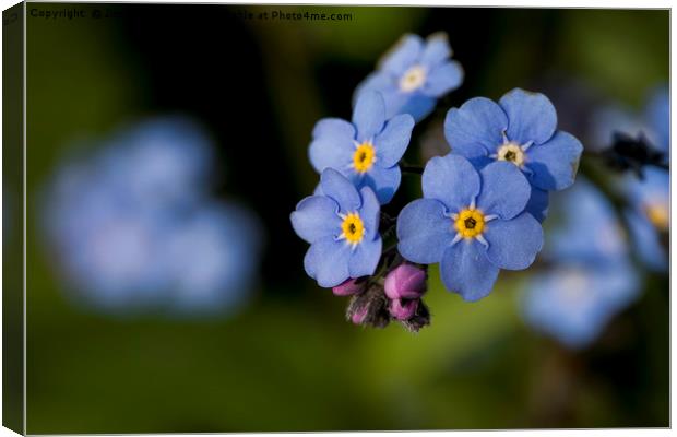 English Wildflowers - Forget-me-not Canvas Print by Jim Jones