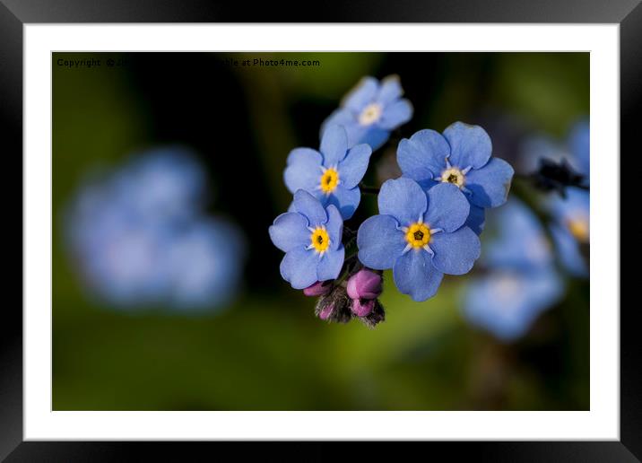 English Wildflowers - Forget-me-not Framed Mounted Print by Jim Jones