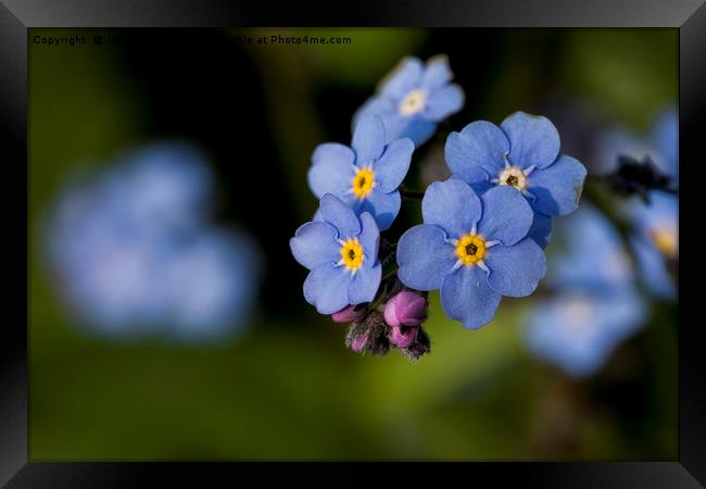 English Wildflowers - Forget-me-not Framed Print by Jim Jones