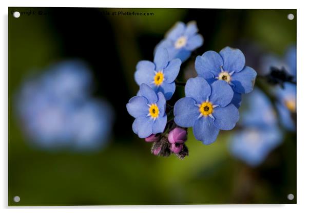 English Wildflowers - Forget-me-not Acrylic by Jim Jones