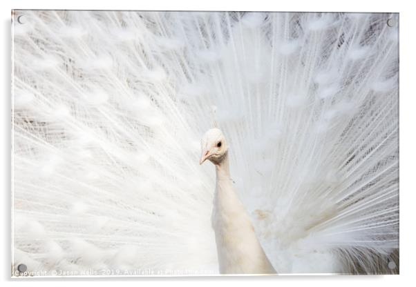 White Peafowl Acrylic by Jason Wells
