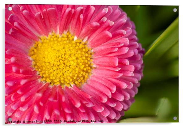 Pink Bellis daisy close up Acrylic by Simon Bratt LRPS