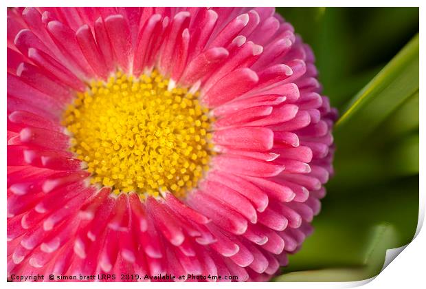 Pink Bellis daisy close up Print by Simon Bratt LRPS