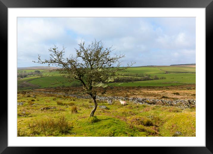 Lone Tree Bodmin Moor Framed Mounted Print by CHRIS BARNARD