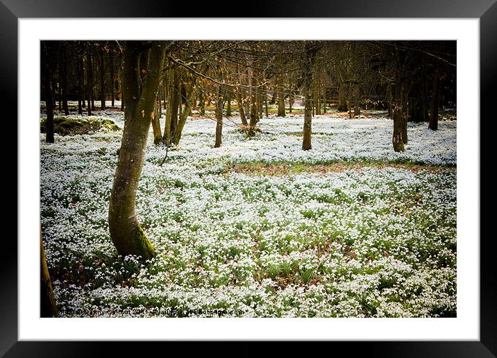 Dreamy Snowdrops Framed Mounted Print by Danny Callcut